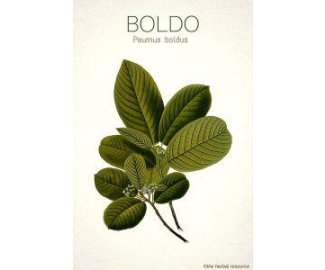 BOLDO Feuille coupe 75g 