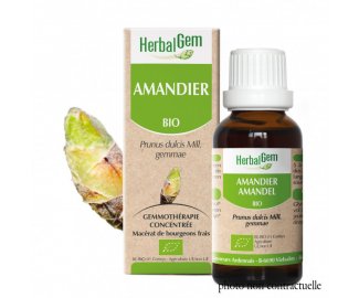 Bourgeon AMANDIER BIO - 30ml