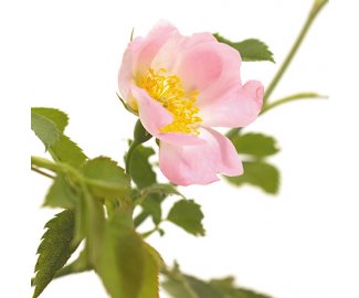 FLEUR DE BACH Wild rose 20ml