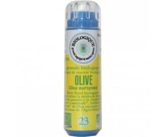 OLIVE en granules 6g