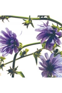 FLEUR DE BACH Chicory 20 ml