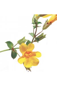 FLEUR DE BACH Mimulus 20 mL