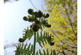 Bourgeons et Teintures mres