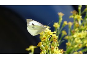 Srums et Contours des Yeux