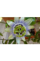 PASSIFLORE Plante coupe 75g